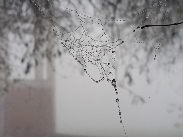 Beautiful spider web with dew and foggy background
