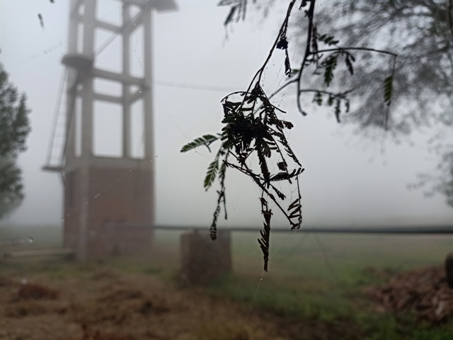 A garden in fog 