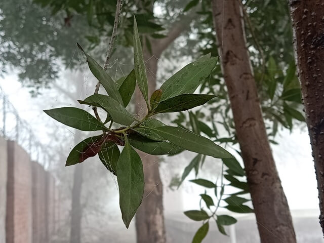 Ficus leaves in a foggy morning 