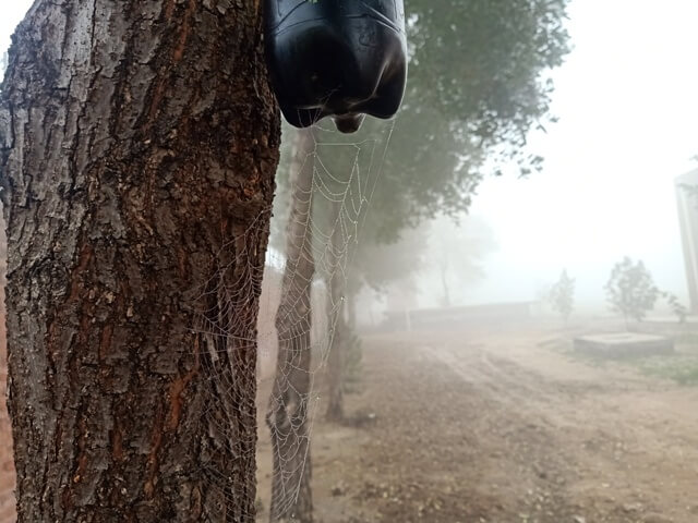 A tree bark and foggy morning dewdrops 