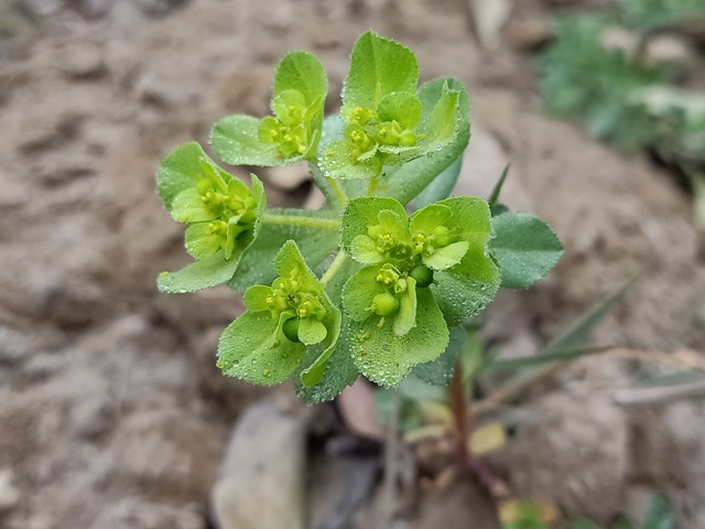 Euphorbia serrata plant with dewdrops