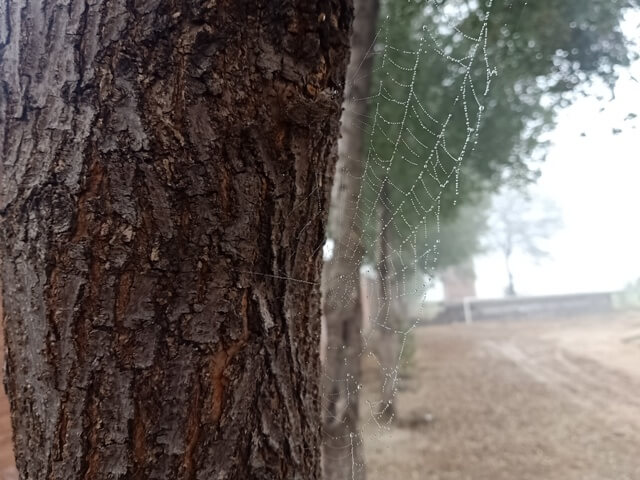 Bark of a tree with spider web and dewdrops 