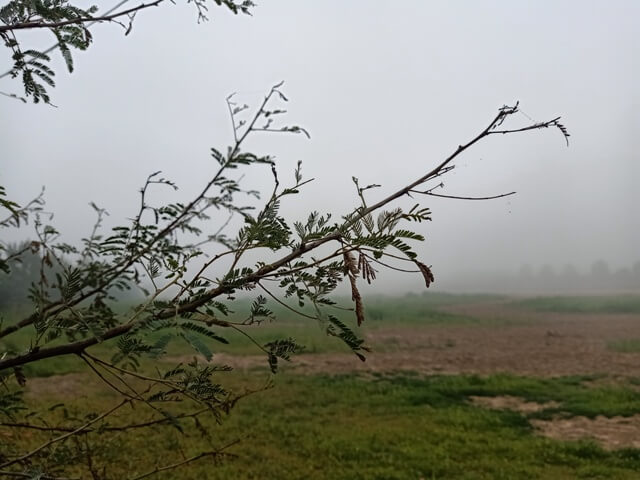 A keeker plant in a foggy morning 