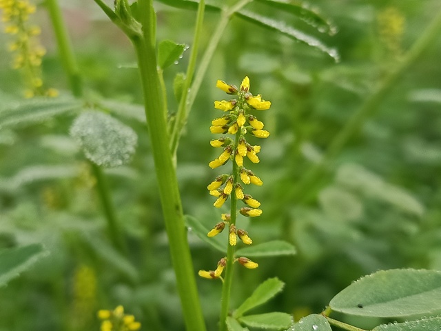 Yellow flowers of alfalfa 