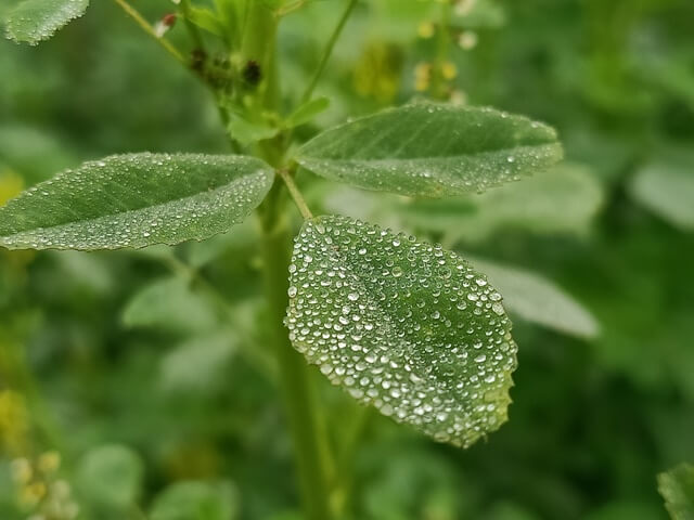 Morning dew drops on alfalfa leaves 