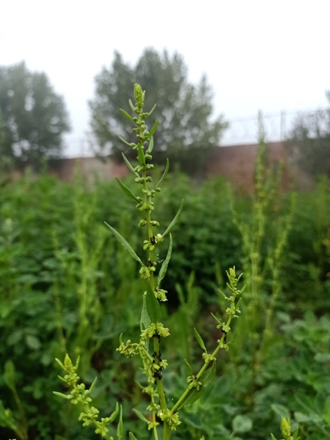 Bloom of a goosefoot plant 