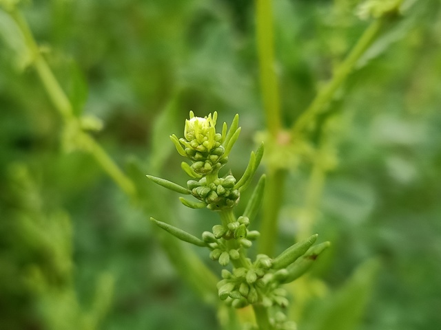 Oxybasis glauca plant blooms 