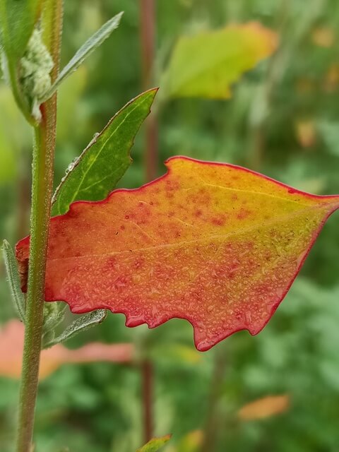 Goose foot plant leaf with dewdrops