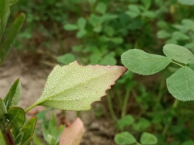 Salt leaf plant with morning dewdrops 
