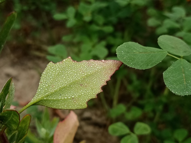 Oxybasis glauca leaf with dewdrops 
