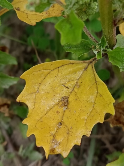 Goosefoot plant leaf 
