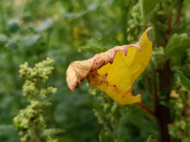 Yellow goose foot plant leaf