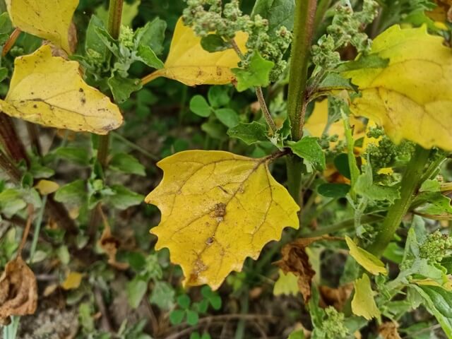 Wild weeds leaves 