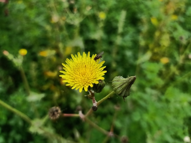 Bud and a flower of dandelion 