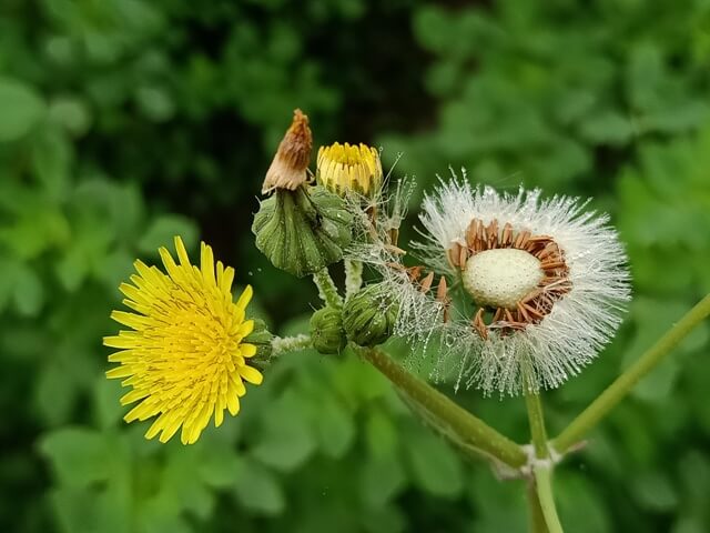 Three stages of dandelion plant 