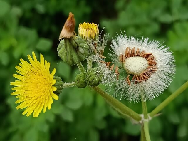 Dandelion plant with bud flower and seeds