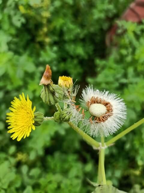 Stages of dandelion life 