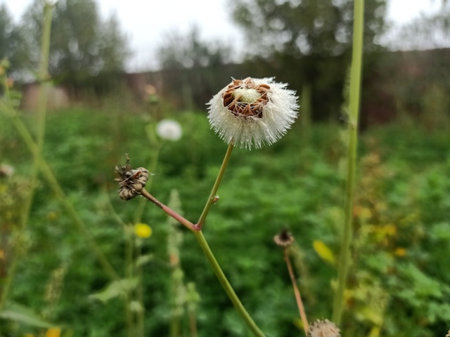 Beautiful dandelion seeds 