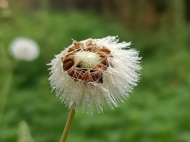 Dandelion stem with seeds 