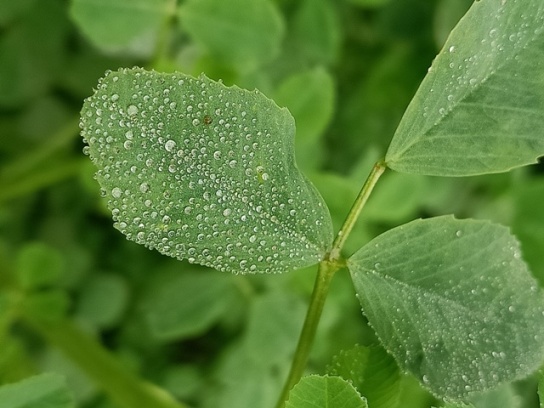 Leaves of alfalfa with dewdrops