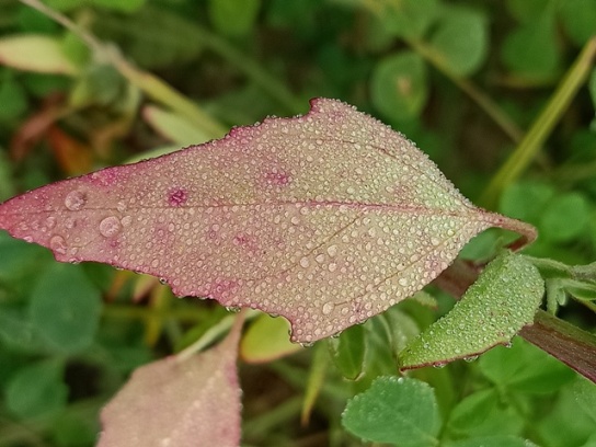 Goosefoot leaf with dewdrops 