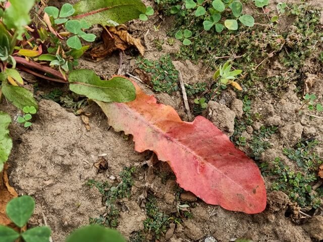 Wild plant leaf in the winter 