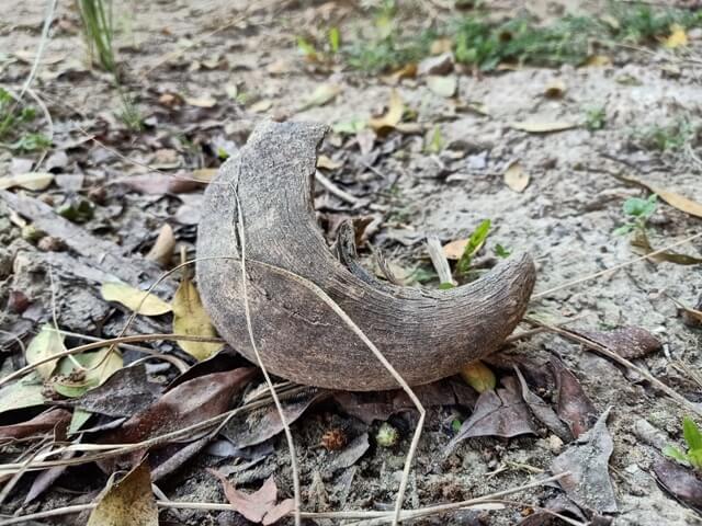 A horn on the ground 