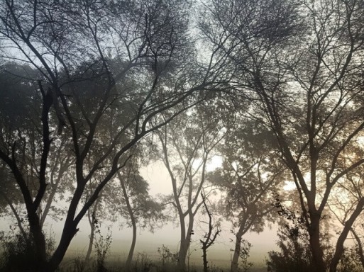 Forest and fog