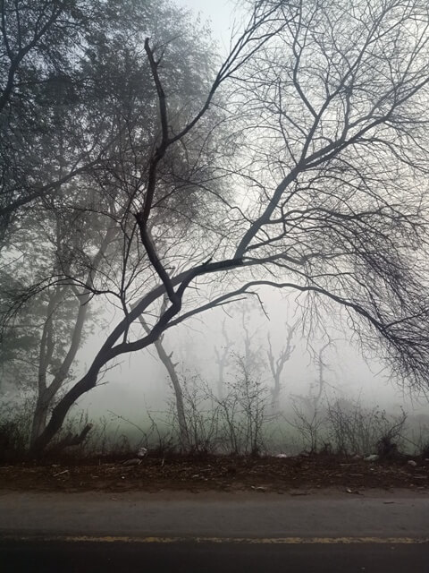 Aesthetic tree view in a foggy morning 