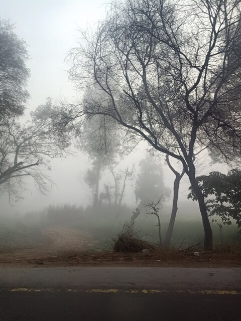 Road side trees in fog 