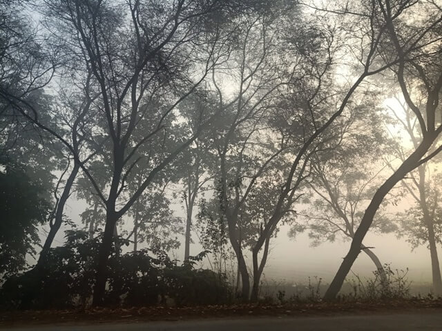 Foggy morning and trees 
