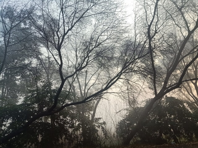 Mysterious trees in a foggy morning 