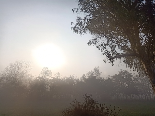 Foggy morning 