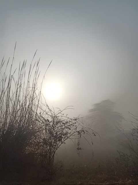 Sun in a foggy morning 