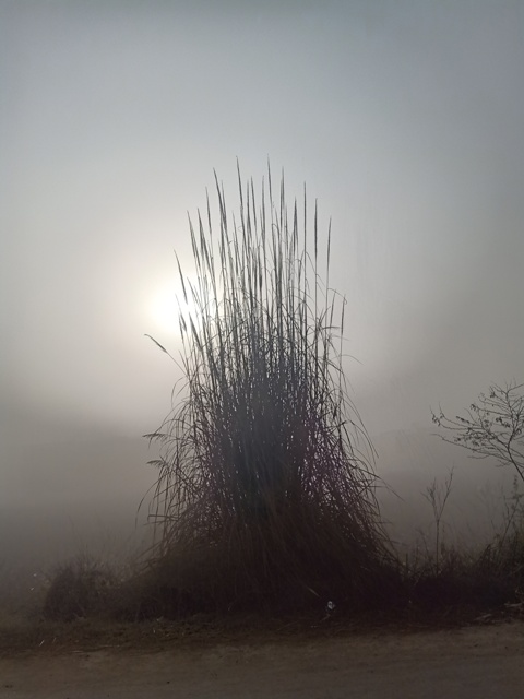 Bushes and sun in fog 