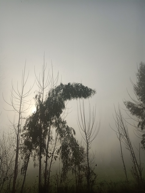 Mysterious foggy morning 