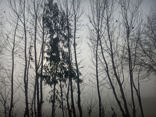 Beautiful winter trees in a foggy morning 