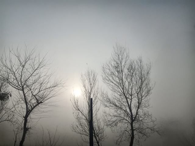 Fog in the fields 