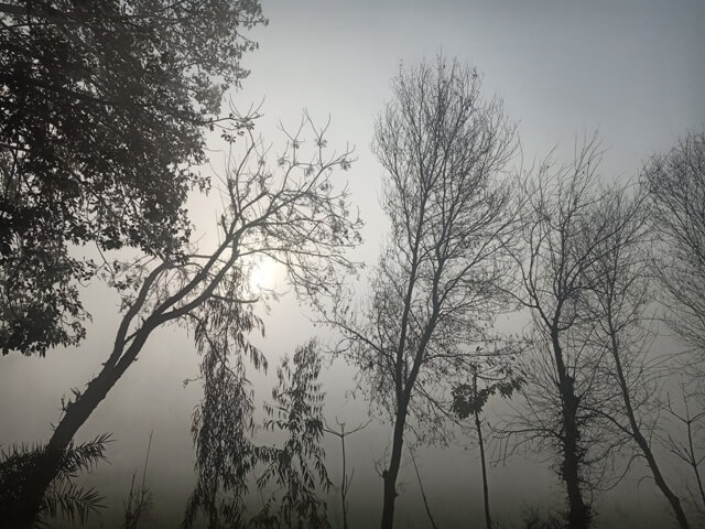 Attractive trees in a foggy morning 