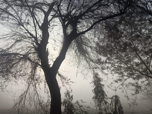 Tree and fog 