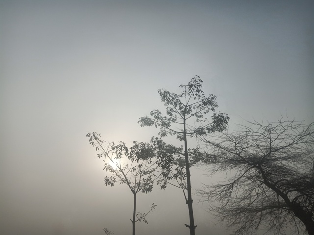 Sunrise during fog 