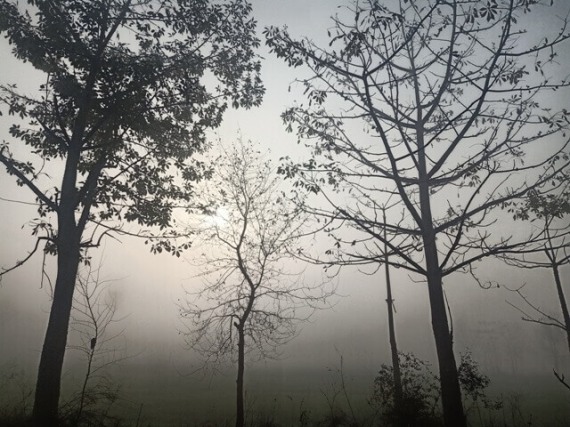 Big trees and foggy morning 