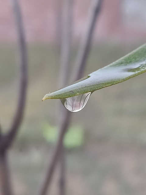 Dewdrop on a leaf 