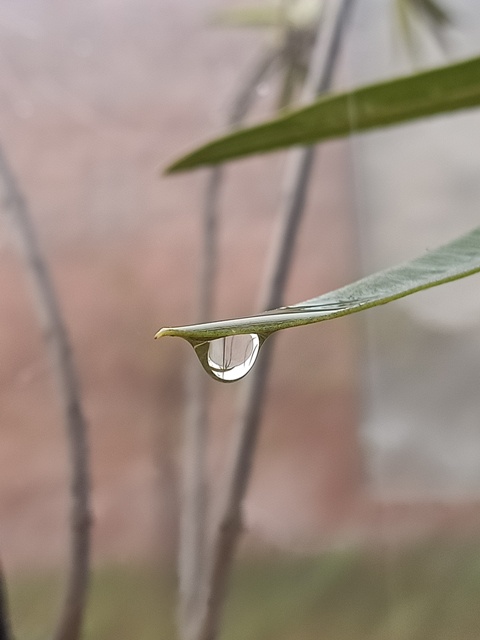 Dewdrop on the edge of a leaf 