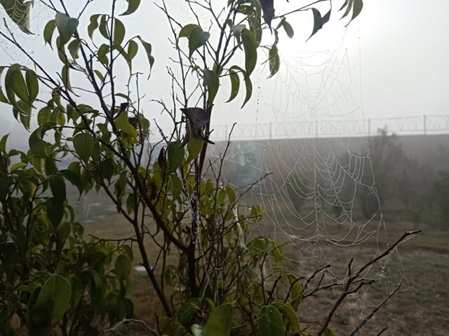 A plant with dewdrops on spider webs 
