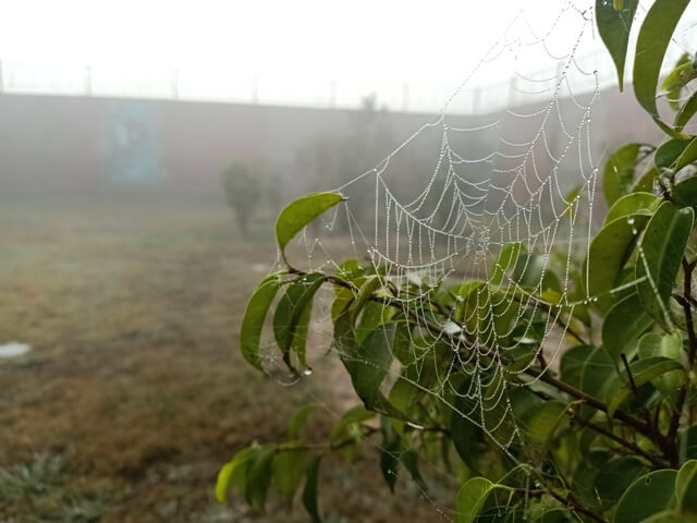 Beautiful spider web with dewdrops 