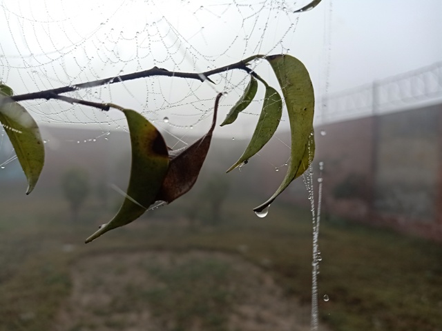 Dewdrops and spider webs on leaves 