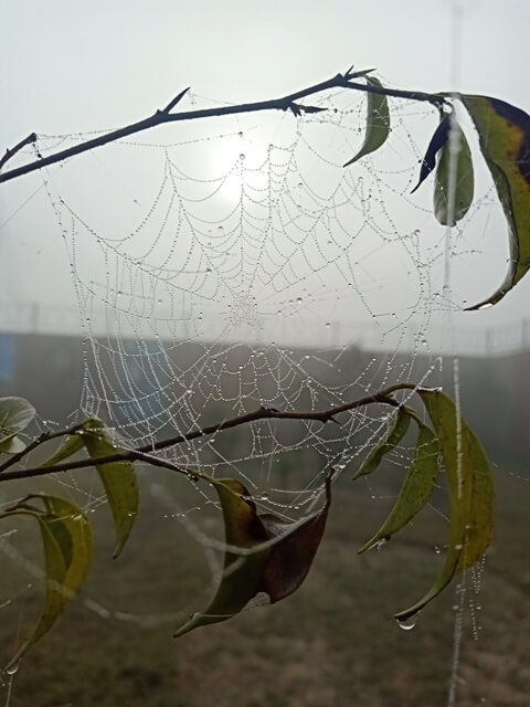Amazing view of a spider web dewdrops in the morning 
