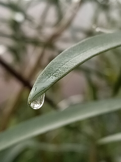 Dewdrop on a leaf tip 