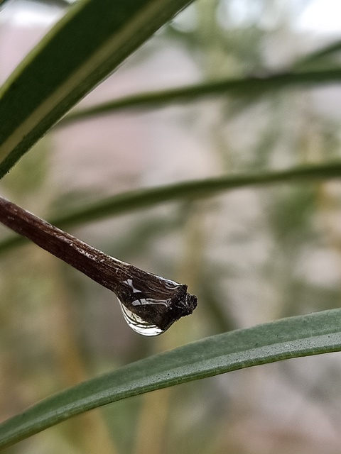 Plant with morning dew 